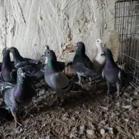 تعدادی نر|پرنده|برازجان, |دیوار