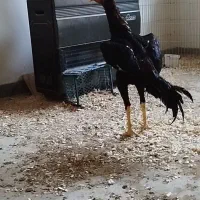 خروس اشامو خالص یکساله