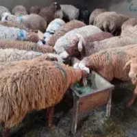 گوسفند و بره بز و تی بز|حیوانات مزرعه|خرمآباد, |دیوار