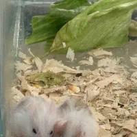 همستر ۲ ماهه