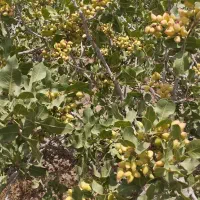 زمین پسته هرات مروست|فروش دفتر صنعتی، کشاورزی، تجاری|خاتم, |دیوار