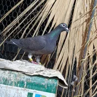 پلاکی و دم‌سفید