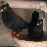 کبوتر دوجفت ابلاغ زرددو جفت زاغ سیاه دم سفید