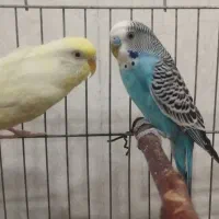 مرغ عشق با قفس|پرنده|ماهنشان, |دیوار