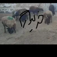 گوسفندبره دار