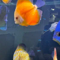 ماهی دیسکس گله ای فروشی|ماهی|اردبیل, |دیوار