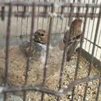 سهره سینه سرخ جوان|پرنده|قزوین, |دیوار