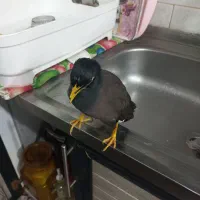 مرغ مینا کشیده|پرنده|لنگرود, |دیوار