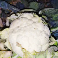 کلم گل|لوازم جانبی حیوانات|انزل, |دیوار