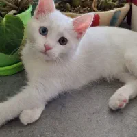 گربه نر از نژاد وان چشم ۲رنگی