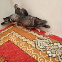 پرشی|پرنده|قم, ناصردیوان|دیوار