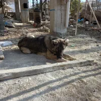 سگ سرابی فروش فوری