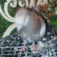 یک جفت کبوتر بسیار عالی