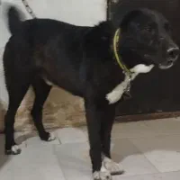 سگ سرابی|سگ|بومهن, |دیوار