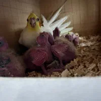 عروس هلندی با جوجه