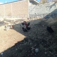 فروش یه گله مرغ وخروس داشتی|حیوانات مزرعه|بانه, |دیوار