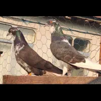 کبوتر پرشی|پرنده|نوکنده, |دیوار