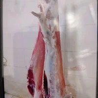 گوسفند زنده