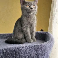 تربیت شده های خوشگل