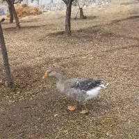 غاز|حیوانات مزرعه|زنجان, |دیوار