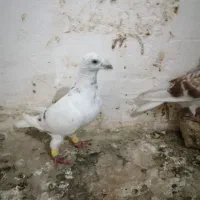 کفتر المانی