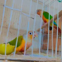 جفت گرنچیک آناناسی رد مولد روی جوجه  کاشمر|پرنده|کاشمر, |دیوار