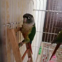 2عددگرینچیک|پرنده|پاکدشت, شهرک امام رضا|دیوار