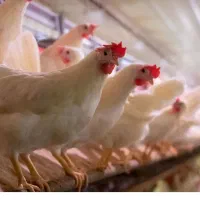 فروش  مجوز مرغداری و زمین کشاورزی|فروش دفتر صنعتی، کشاورزی، تجاری|شیراز, بعثت|دیوار