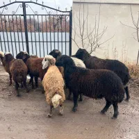 گوسفند نر و دامازلخ