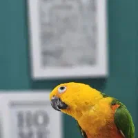 طوطی خورشیدی|پرنده|بندر امام خمینی, |دیوار