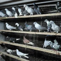 کبوتر جوجه پرشی|پرنده|قائمشهر, |دیوار