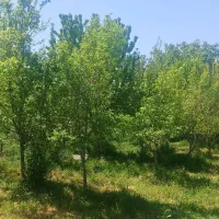 زمین باغی ویلایی/  باغرود/ میلان ارش