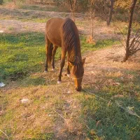 کره اسب نریان بسیار عالی