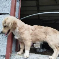 سگ گم شده|حیوانات|تنکابن, |دیوار