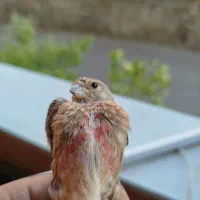سهره سینه سرخ نر
