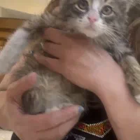 واگذاری گربه|گربه|تهران, درب دوم|دیوار