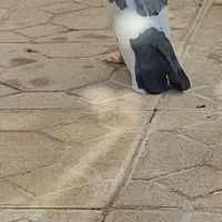 کبوتر ابلغ|پرنده|کرمانشاه, |دیوار