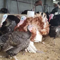 تخمبوقلمون|حیوانات مزرعه|تنکابن, |دیوار