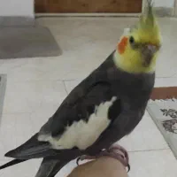 عروس هلندی نر سخنگو|پرنده|آبیک, |دیوار