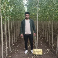 تحویل فوری نهال صنوبر + ضمانت کامل + ۱۵٪ تخفیف|خدمات باغبانی و درختکاری|اقلید, |دیوار