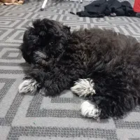 سگ شتیزوقیمت3تومن