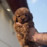 پودل مینی توی پسر