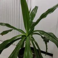 گل برگ موزی بزرگ