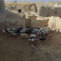 بوقلمون فروشی جوجه نهه ماهه و ۱۱ عدد هم ماده