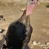 یک جفت بوقلمون