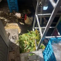 مرغ خروس محلی اصل تخم گذار