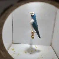 گلدین نر   تک و جفتی