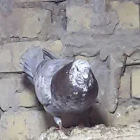 معاوضه کبوتر