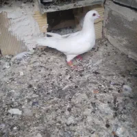 کبوترطوقی|پرنده|چرام, |دیوار