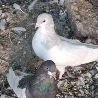 ۵ تا شهری همش ۱۵۰۰|پرنده|شیراز, تاچارا|دیوار